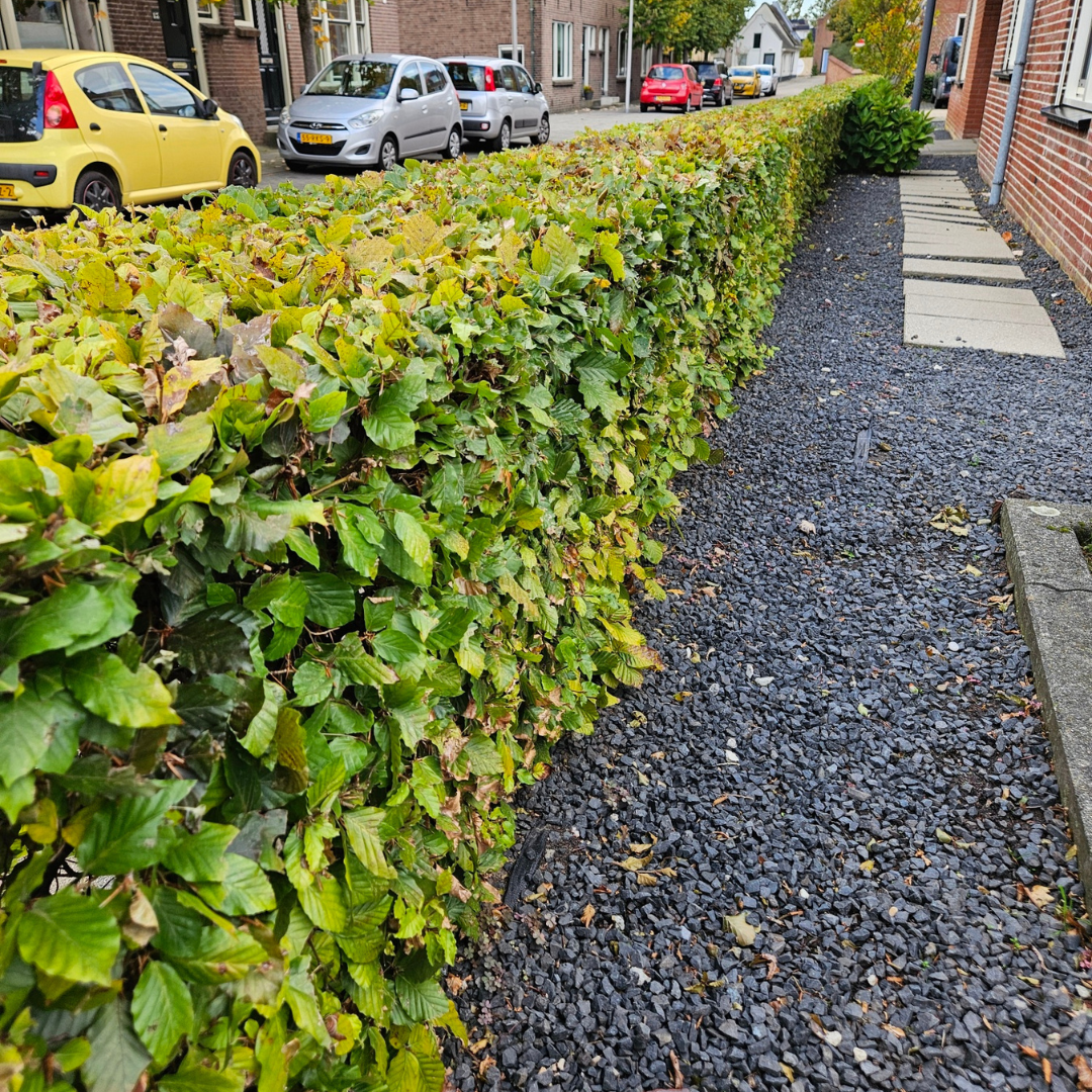Palletdeal: Fagus sylvatica (50 stuks)