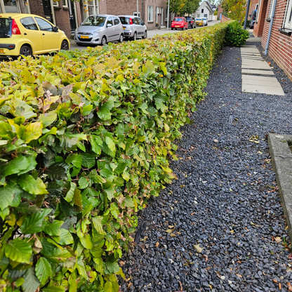 Palletdeal: Fagus sylvatica (50 stuks)