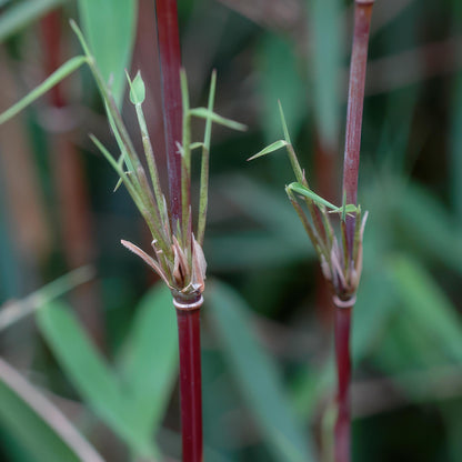 Bamboe: Fargesia Red Dragon (18 Planten)
