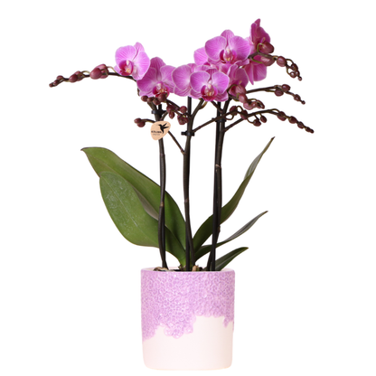 Combo: Paarse Vienna orchidee (Bloom sierpot paars)