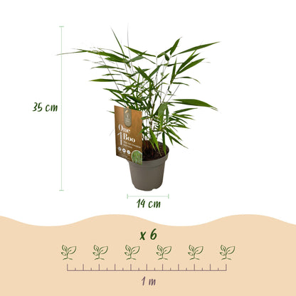 Bamboe: Fargesia Asian Wonder(18 Planten)