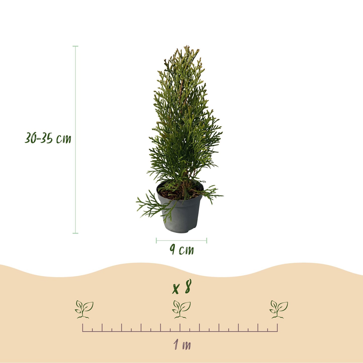 Thuja occidentalis Smaragd - blad groen - 8 planten - 1 strekkende meter - groenblijvend - pot 9cm hoogte 30-35cm
