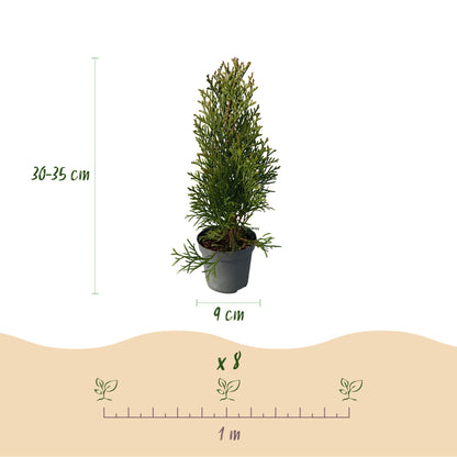 Thuja occidentalis Smaragd - blad groen - 8 planten - 1 strekkende meter - groenblijvend - pot 9cm hoogte 30-35cm