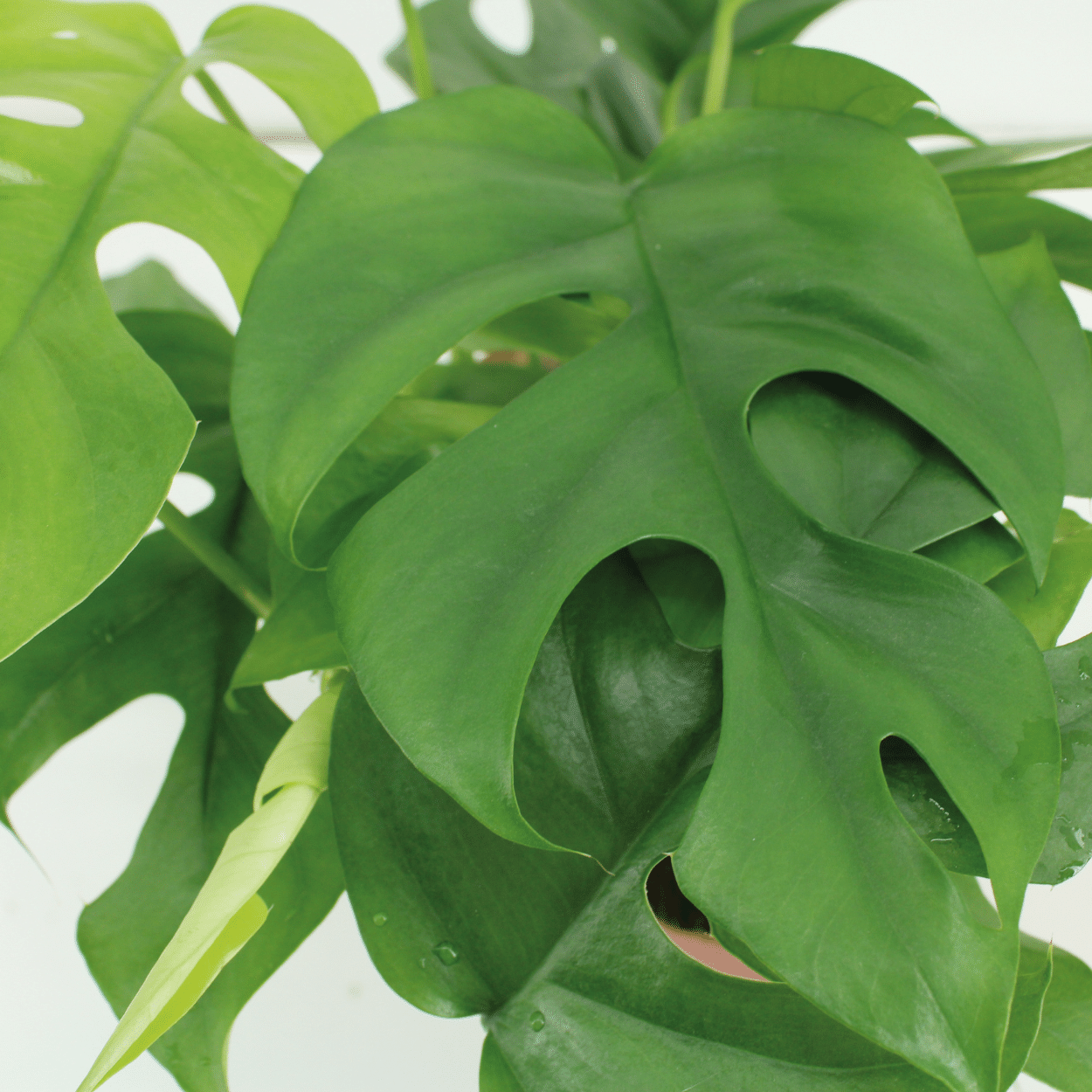 Duo-deal: Kokodama Monstera Minima