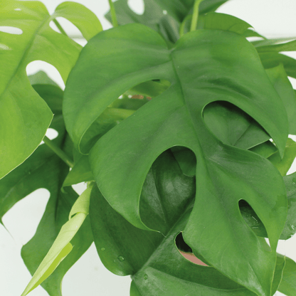 Duo-deal: Kokodama Monstera Minima