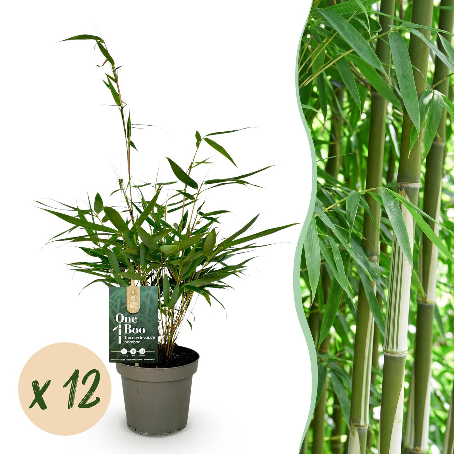 Bamboe: Fargesia robusta Pingwu (12 Planten)