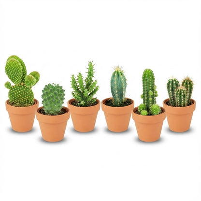 Mix: 6 Mini Cacti  Ø 8,1 cm  5-10 cm - Terracotta Potten