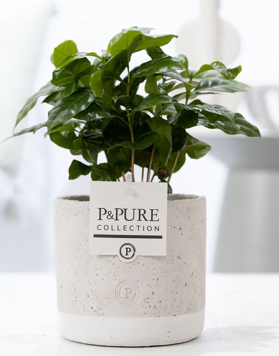 Combo: Coffea Arabica