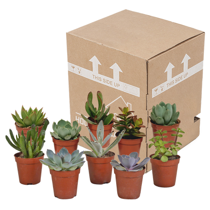 Mix: 10 Vetplanten 5.5 cm zonder pot