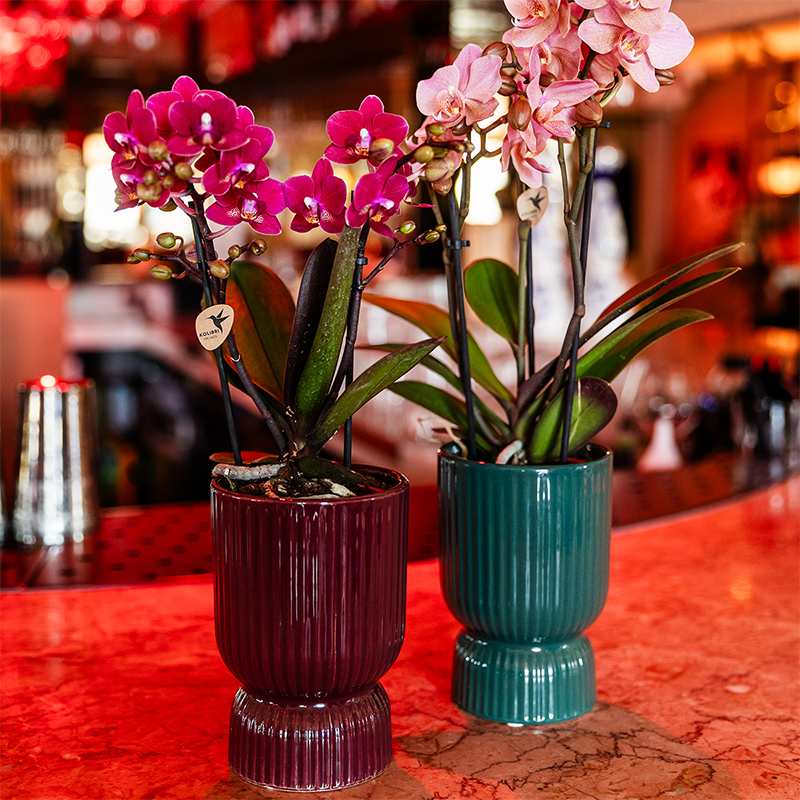 Combo: Paarse Chamonix orchidee (Rode Diabolo sierpot)