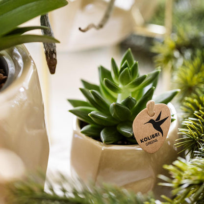 Kolibri Company | Set of plants + decorative pots for dinner table decoration - pot size Ø9cm & Ø6cm | flowering houseplants - fresh from the grower