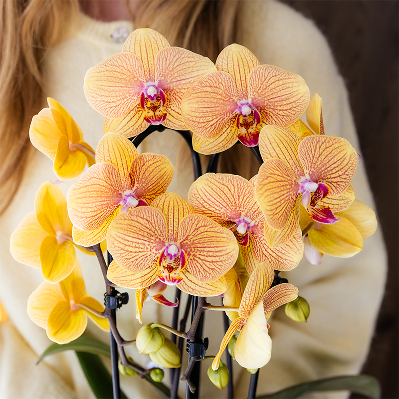 Combo: Niagara Falls orchidee (Poppy sierpot peach)
