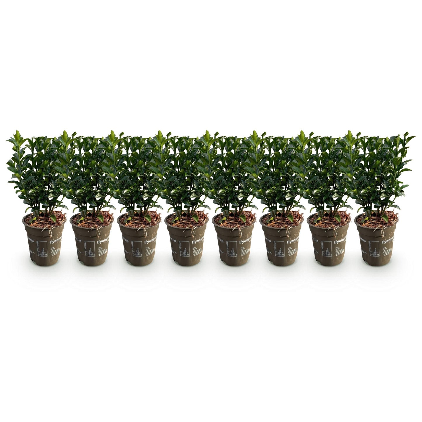 Euonymus japonica Green Spire -  blad groen - 8 planten - 1 strekkende meter - groenblijvend - pot 9cm hoogte 20-25cm