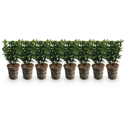 Euonymus japonica Green Spire -  blad groen - 8 planten - 1 strekkende meter - groenblijvend - pot 9cm hoogte 20-25cm