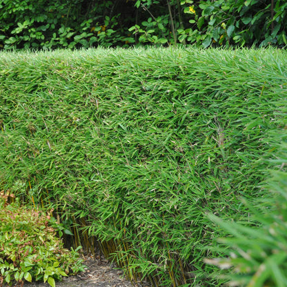 Bamboe: Fargesia Rufa (18 Planten)