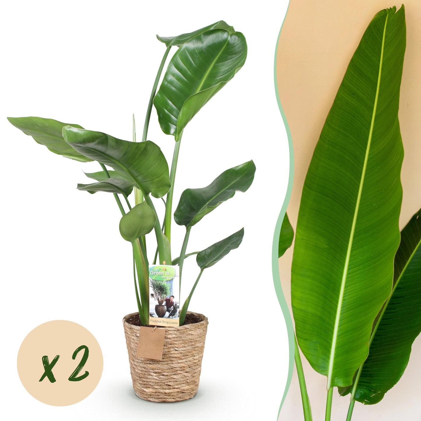 Duo-deal: Strelitzia Nicolai (in baskets)