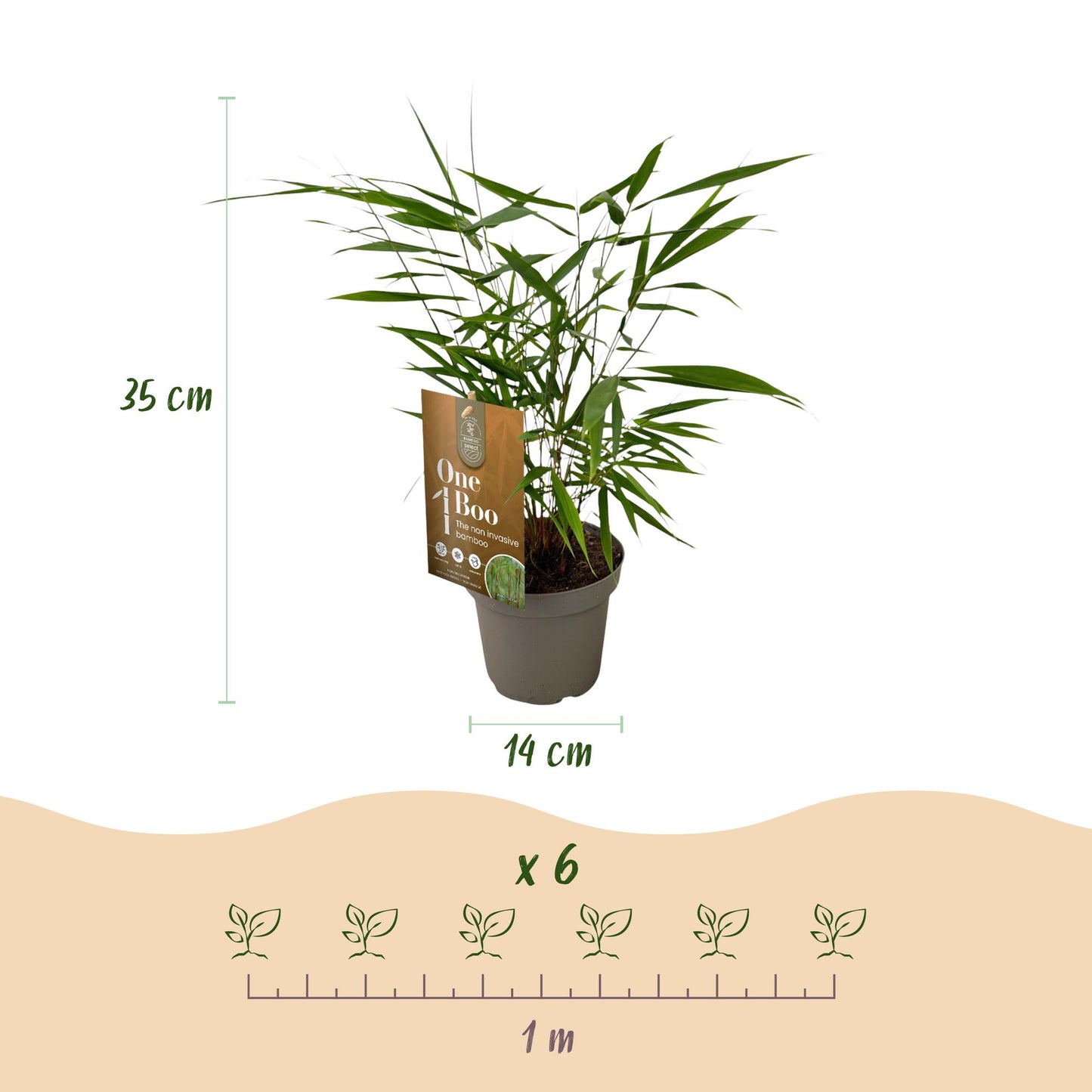 Bamboe: Fargesia Asian Wonder(12 Planten)