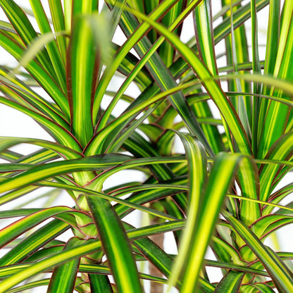 Dracaena Sunray in witte Pot. Hoogte 90-100cm