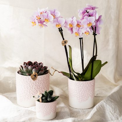Combo: Kolibri Company | Bloom sierpot roze – set 6 cm + 9 cm + 12 cm