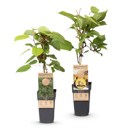 Set: Actinidia Weiki & Golden Kiwi (2 stuks)