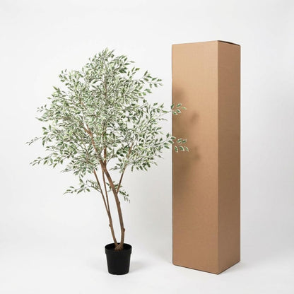 Ficus benjamina variegata