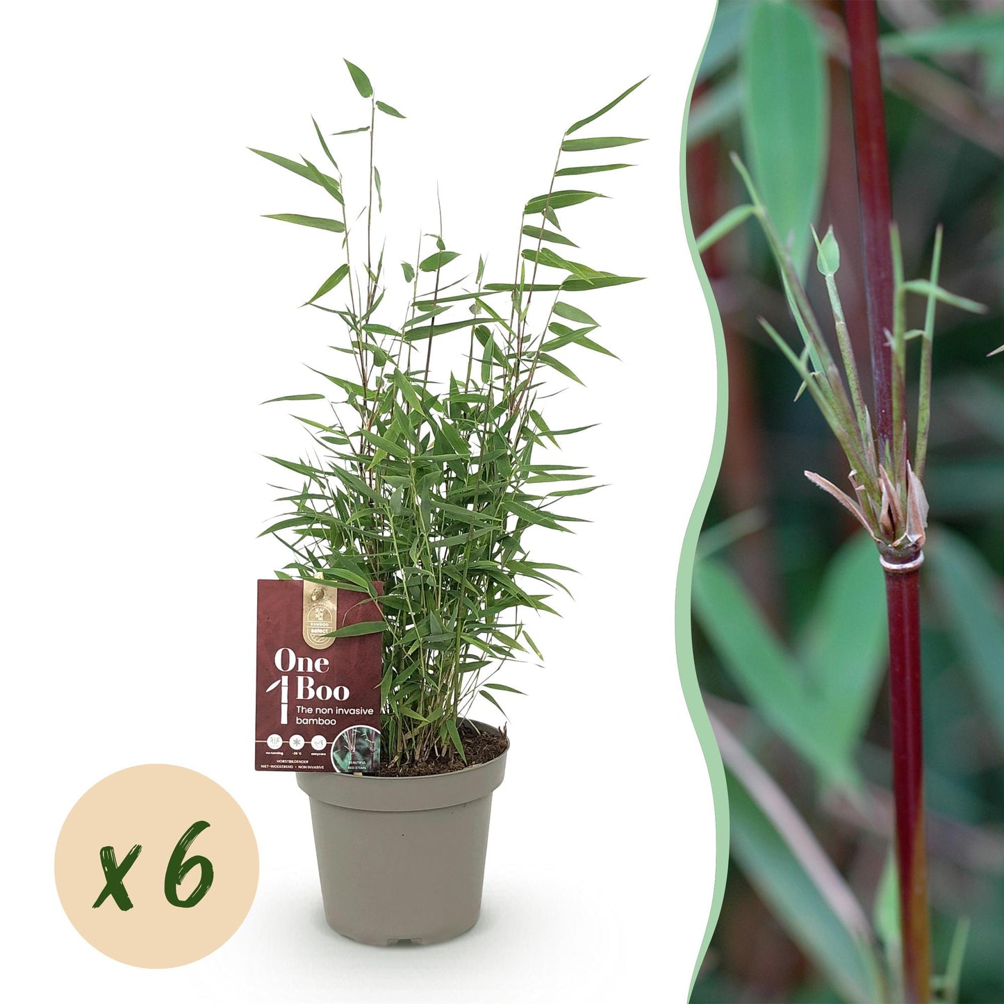 Bamboe: Fargesia Red Dragon (6 Planten)