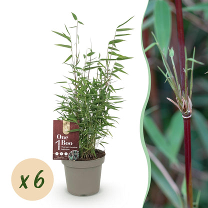 Bamboe: Fargesia Red Dragon (6 Planten)