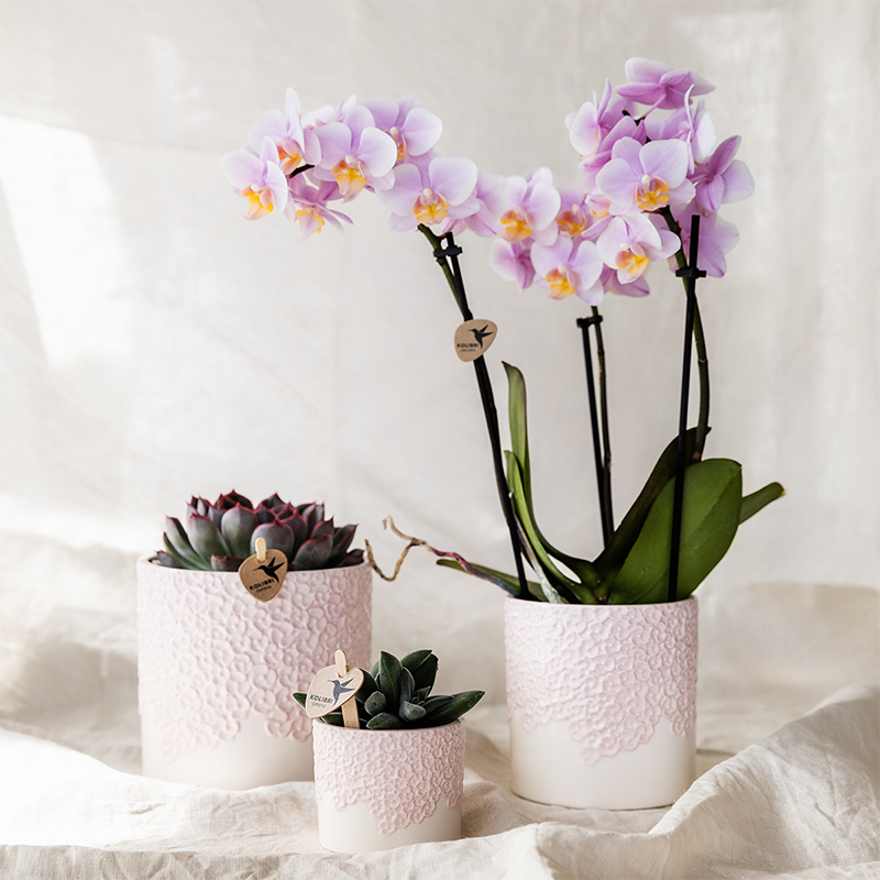 Combo: Kolibri Company | Bloom sierpot roze – set 6 cm + 9 cm + 12 cm