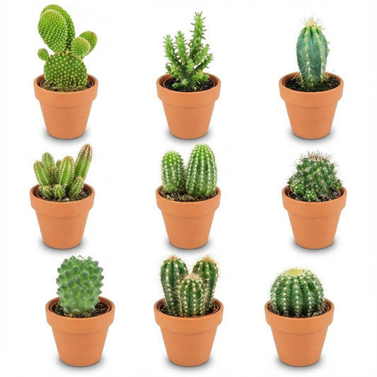 Mix: 9 cacti (Terracotta)