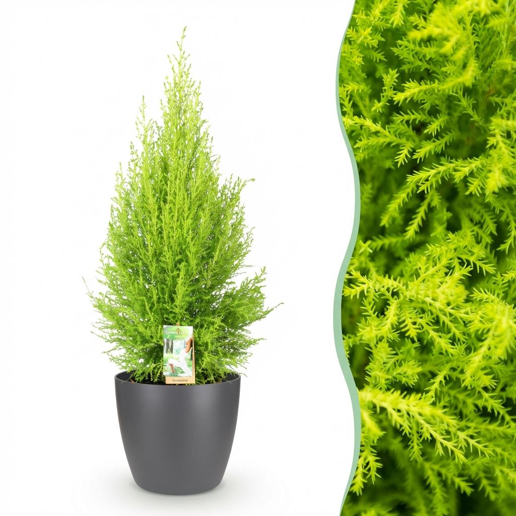 Cupressus Gold Crest Wilma 85-95cm