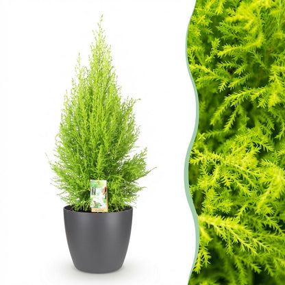 Cupressus Gold Crest Wilma 85-95cm