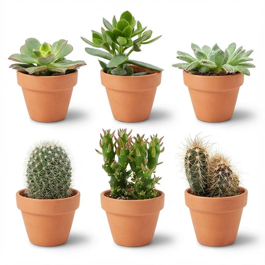 Mix: 6 Cacti & Succulenten (Terracotta)