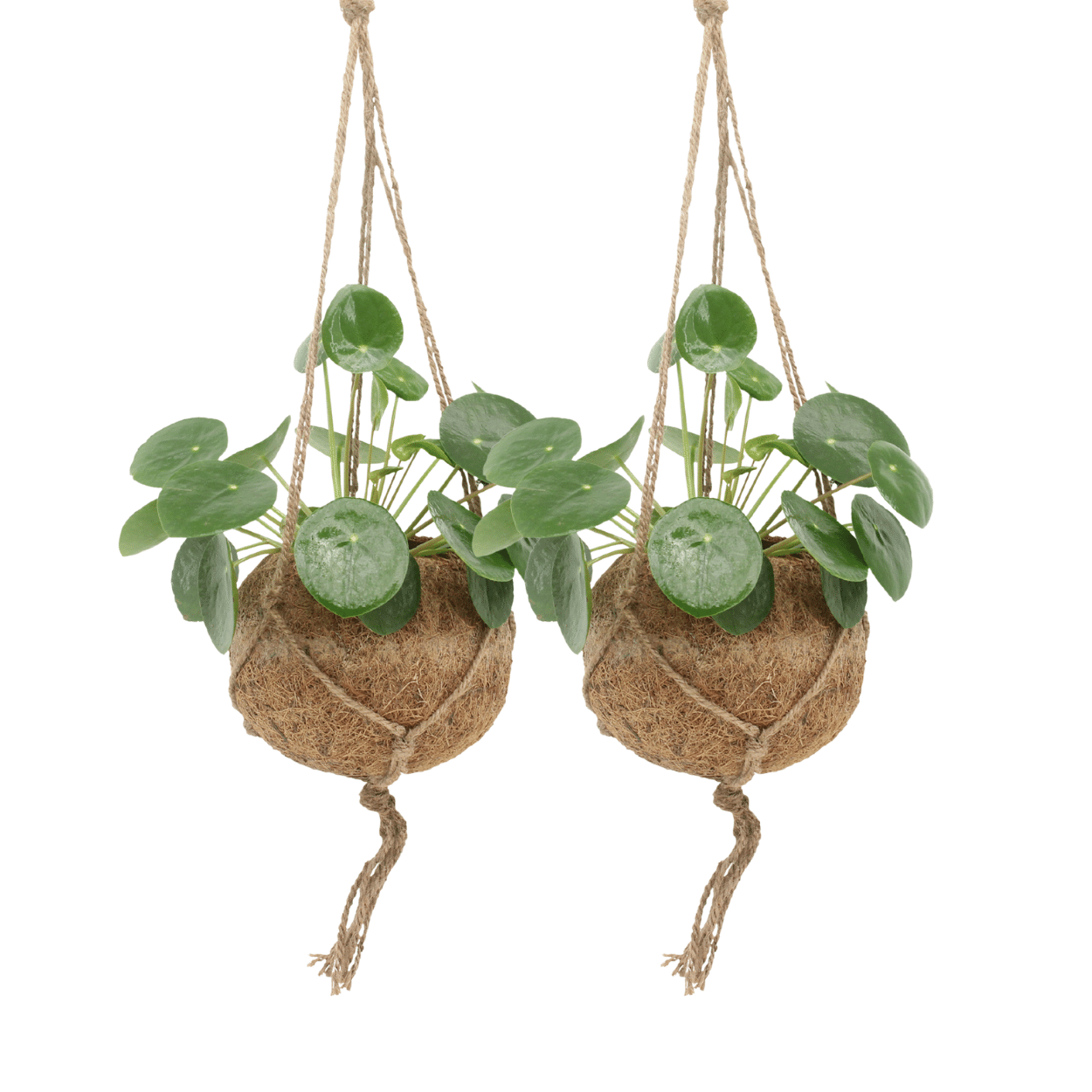 2x Kokodama Pilea Peperomiodes 20cm - ø15