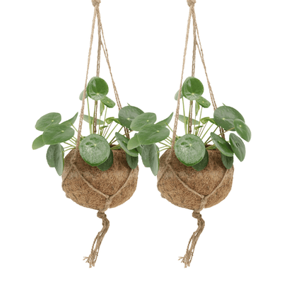 2x Kokodama Pilea Peperomiodes 20cm - ø15