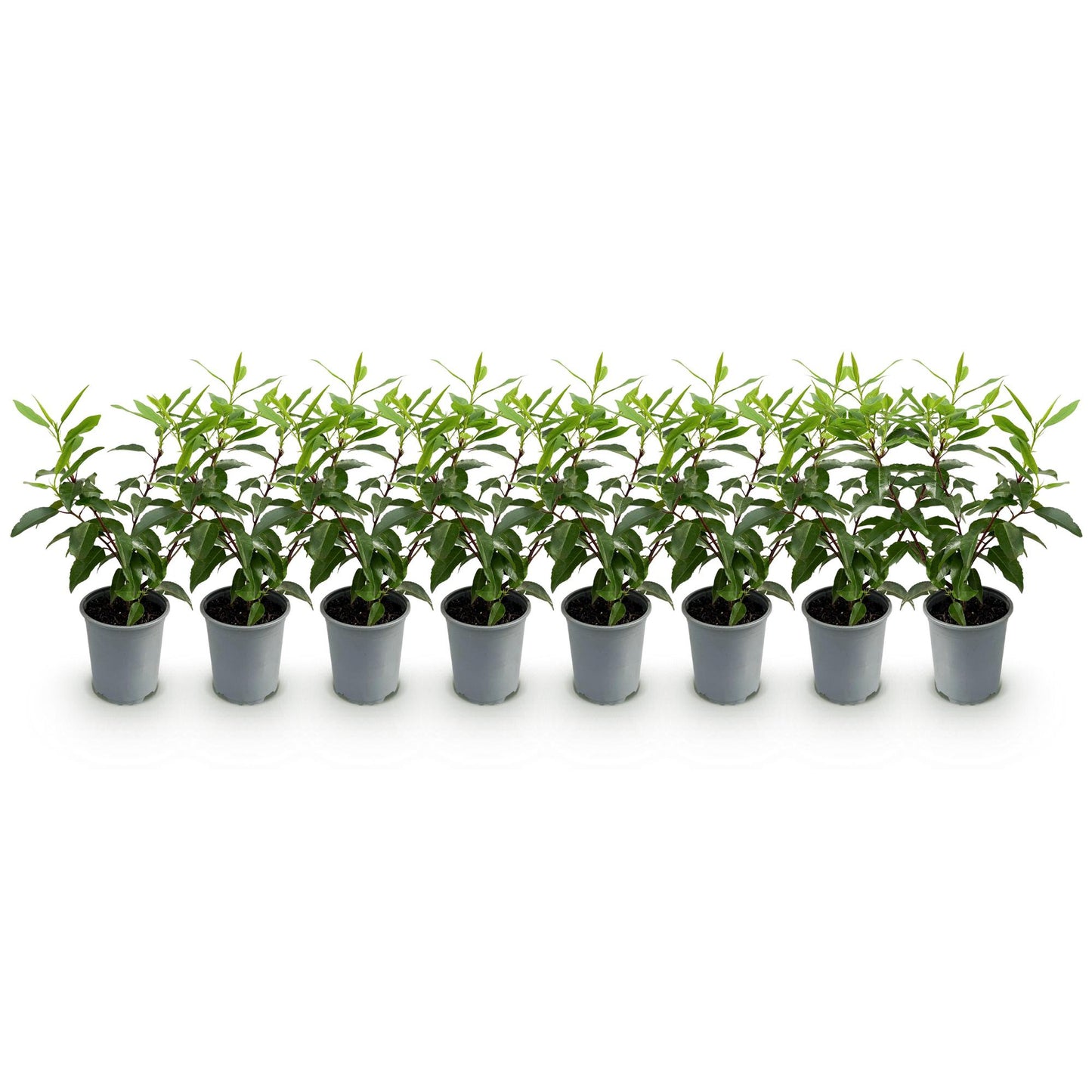 Prunus lusitanica Angustifolia - blad groen - 8 planten - 1 strekkende meter - groenblijvend - pot 9cm hoogte 30-35cm