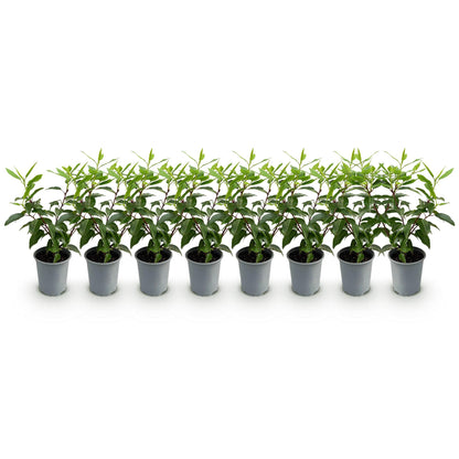 Prunus lusitanica Angustifolia - blad groen - 8 planten - 1 strekkende meter - groenblijvend - pot 9cm hoogte 30-35cm