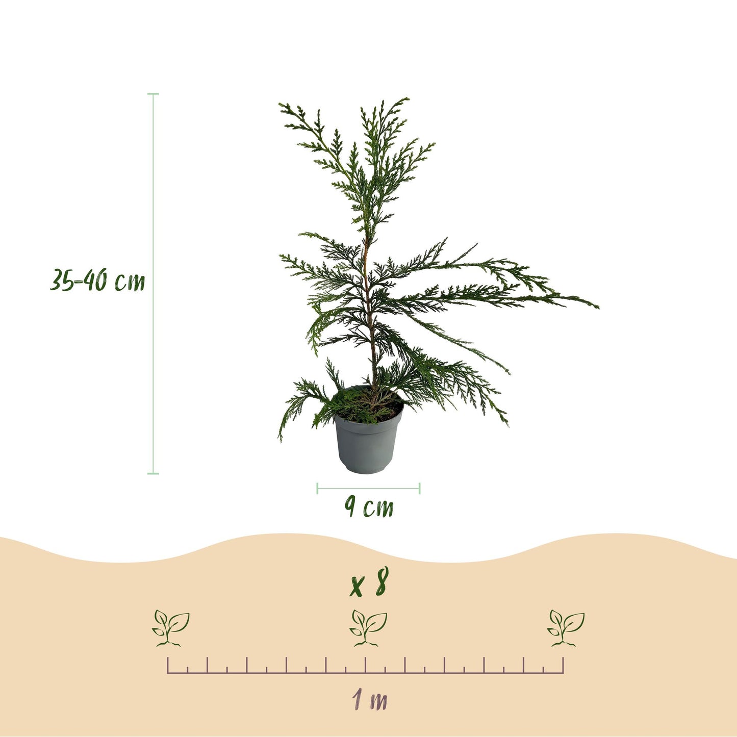 Cupressocyparis leylandii - blad groen - 8 planten - 1 strekkende meter - groenblijvend - pot 9cm hoogte 35-40cm