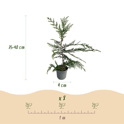 Cupressocyparis leylandii - blad groen - 8 planten - 1 strekkende meter - groenblijvend - pot 9cm hoogte 35-40cm