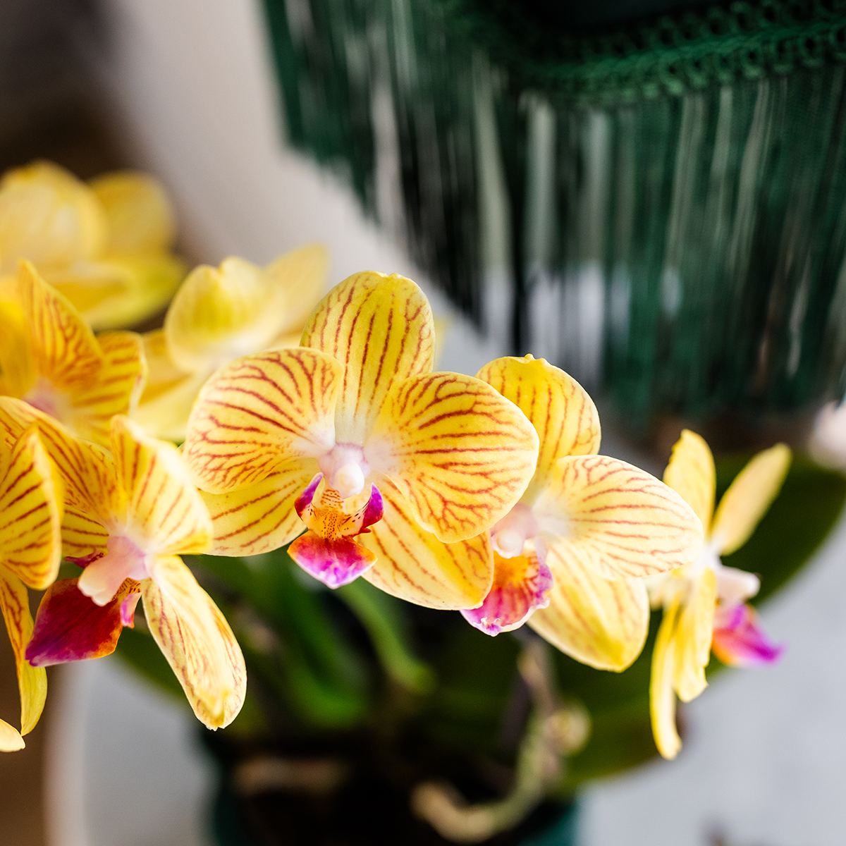Gele Phalaenopsis