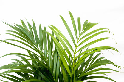 Dypsis Lutescens (Areca palm) 140 cm - ø21-24