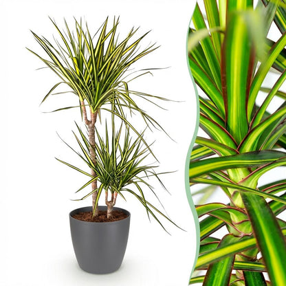 Dracaena Sunray in Grijze Pot - Hoogte 90-100cm