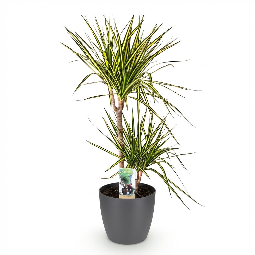 Dracaena Sunray in Grijze Pot - Hoogte 90-100cm