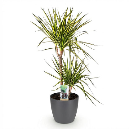 Dracaena Sunray in Grijze Pot - Hoogte 90-100cm