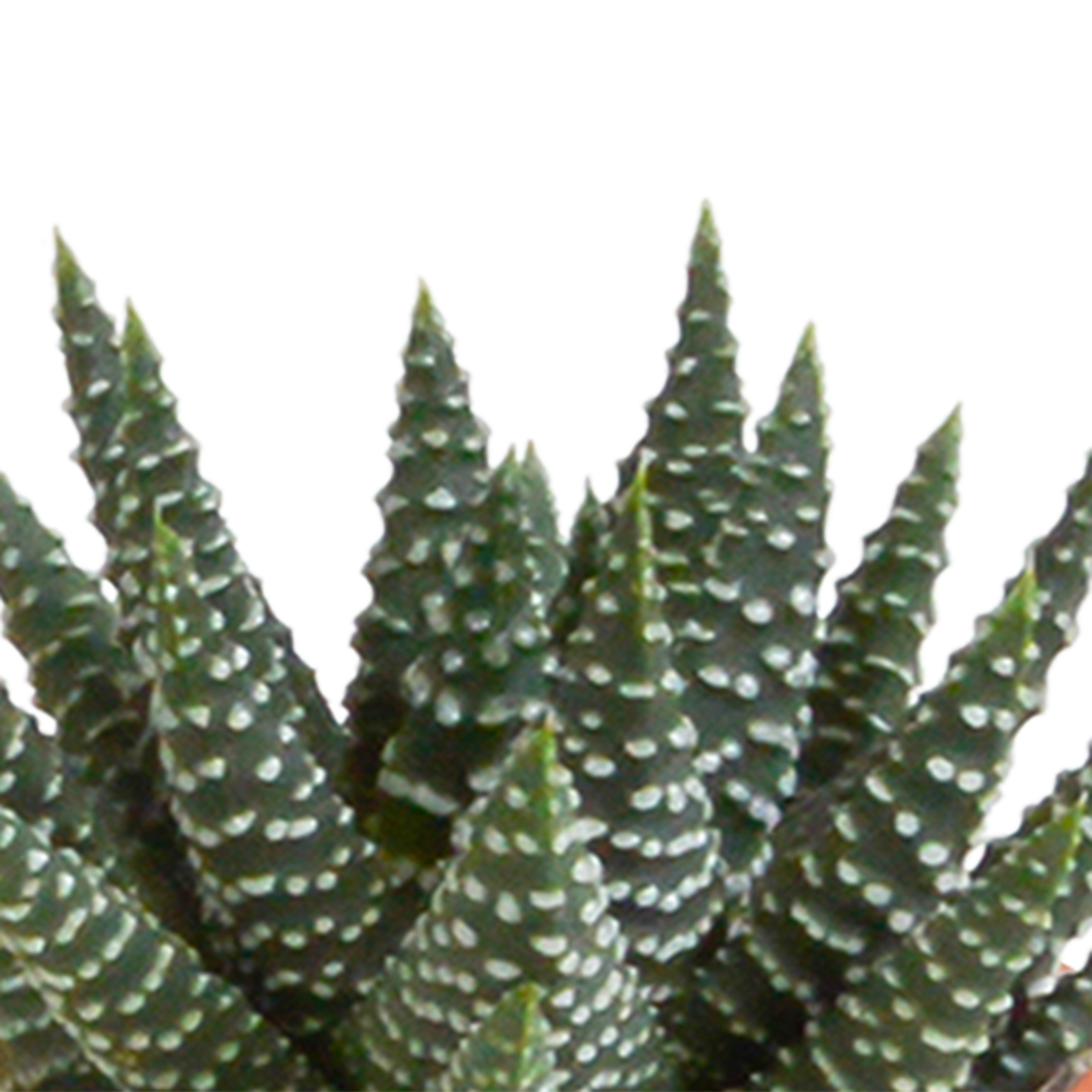 Mix: 15 stuks Cacti en vetplanten 5.5 cm - in witte pot