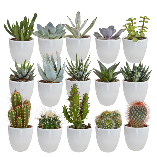 Mix: 15 stuks Cacti en vetplanten 5.5 cm - in witte pot
