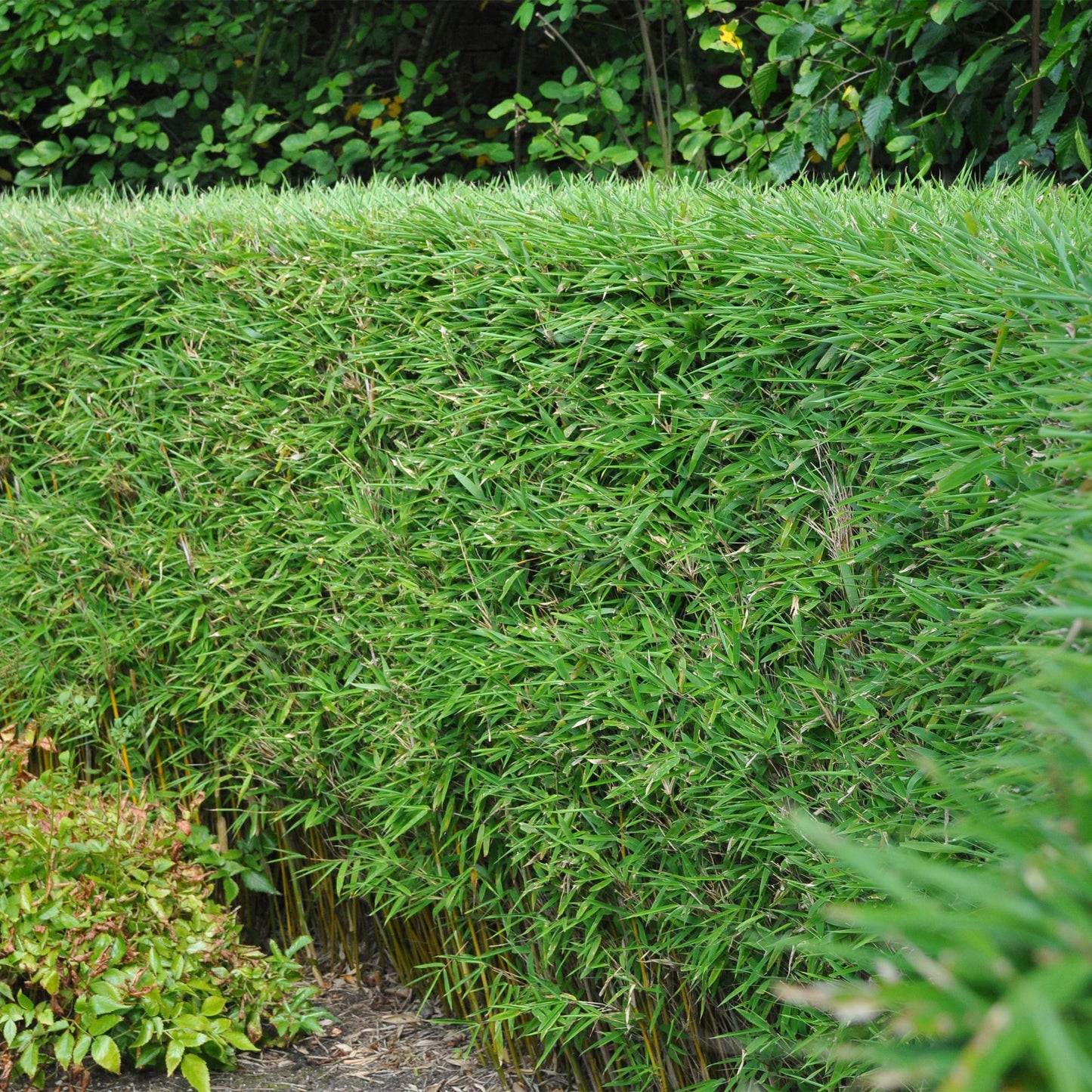 Bamboe: Fargesia Rufa (12 Planten)