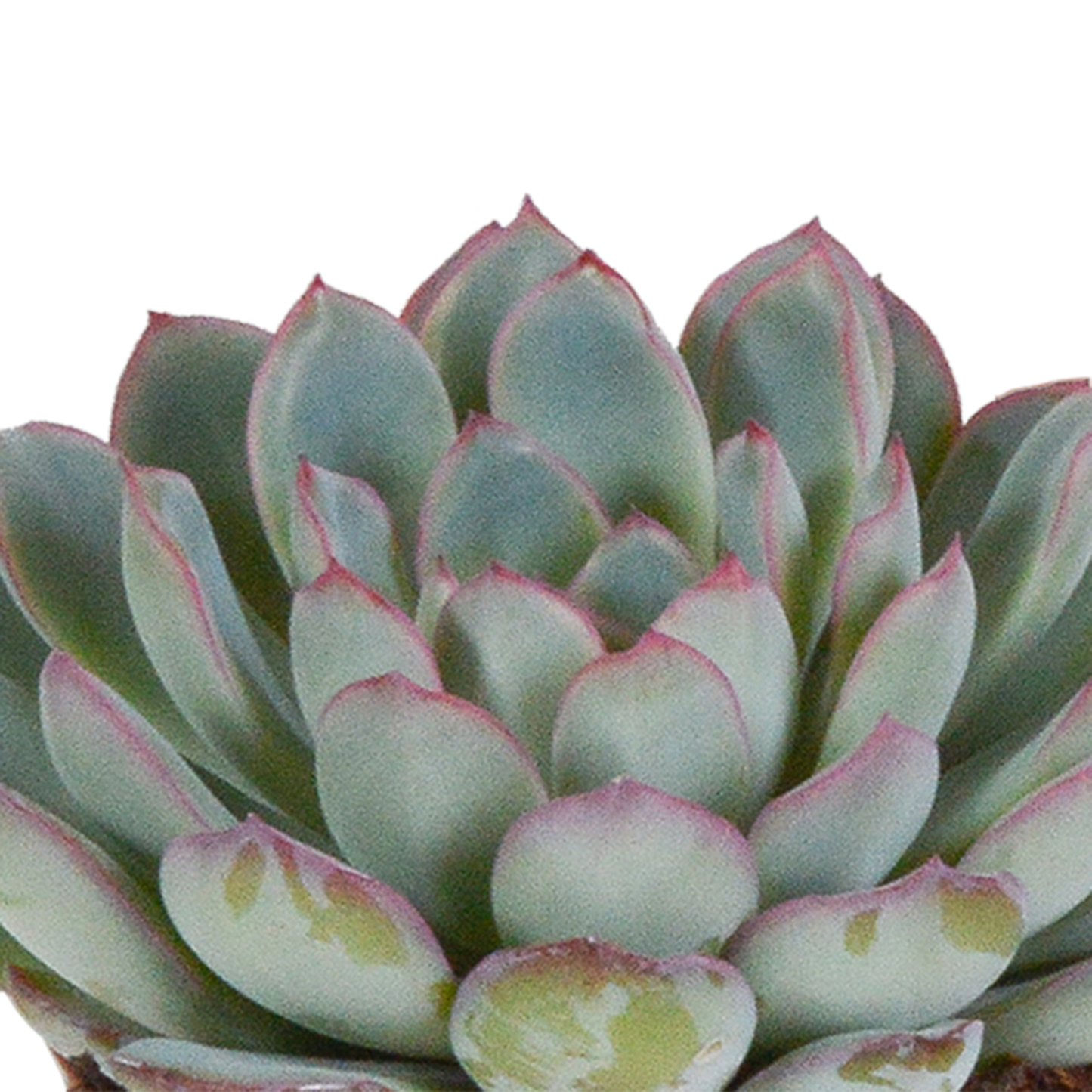 Mix: 3 Echeveria 8.5 cm in witte pot