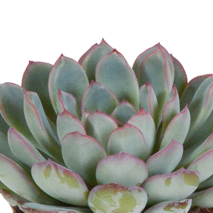 Mix: 3 Echeveria 8.5 cm in witte pot