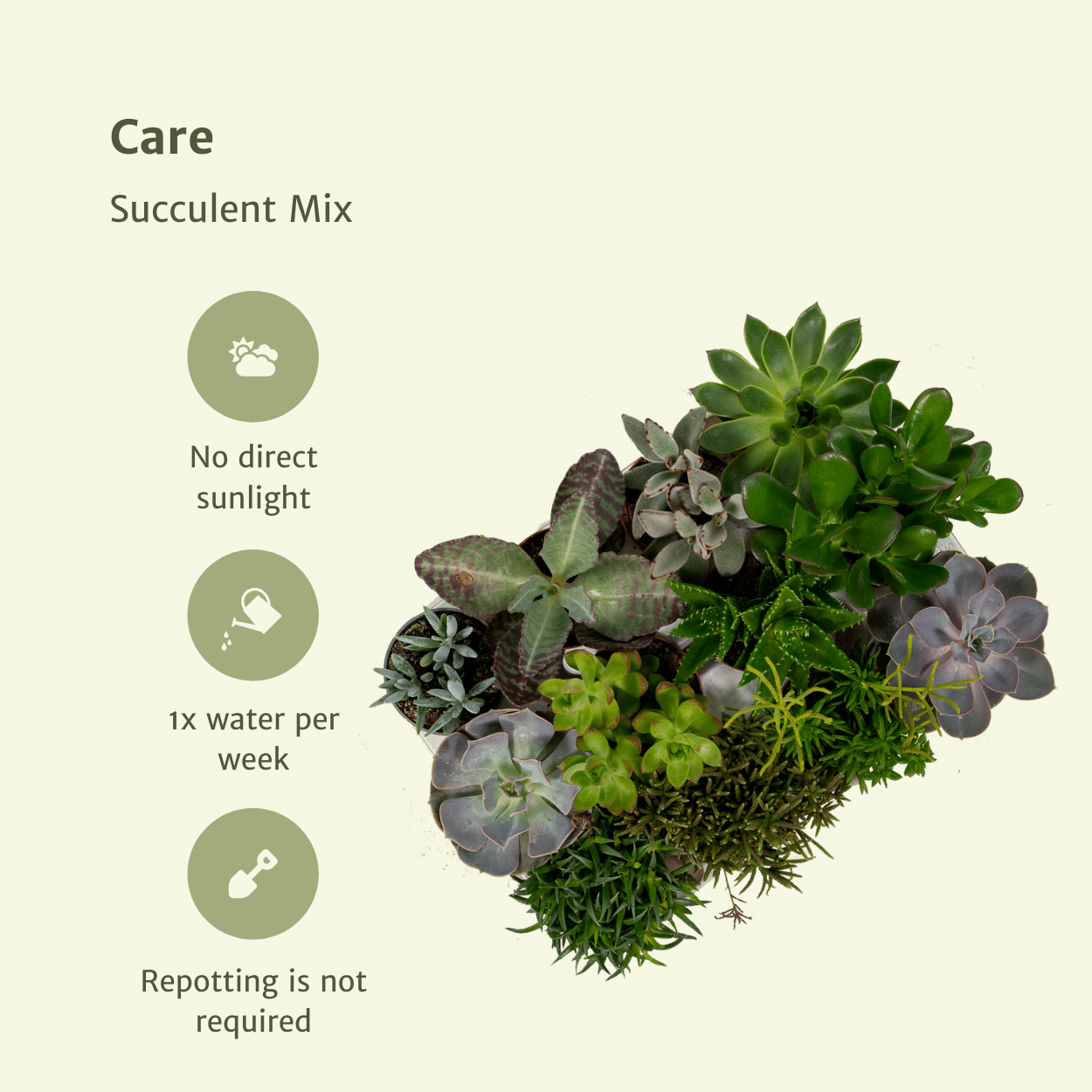 Mix: 18 Succulenten  Ø8,5 10 cm
