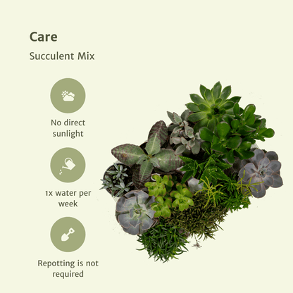 Mix: 18 Succulenten  Ø8,5 10 cm